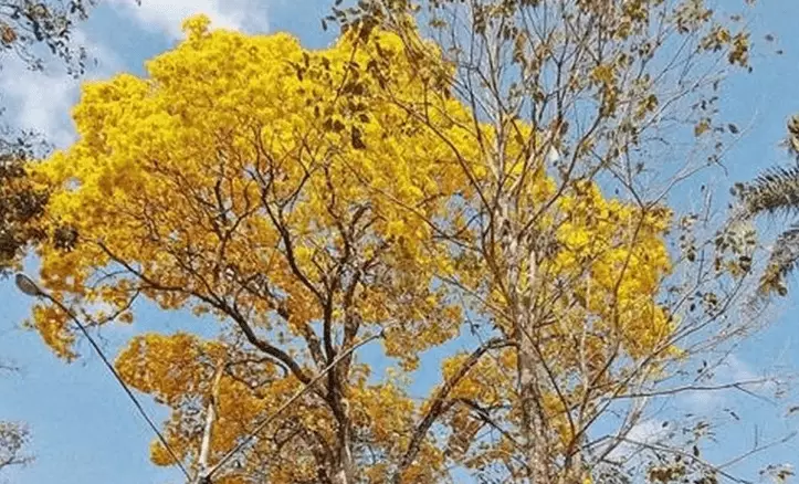 Florada do ipê: entenda como funciona o ciclo da árvore que no inverno  transforma a paisagem do Centro-Oeste de MG - Blog do Juscelino Dourado